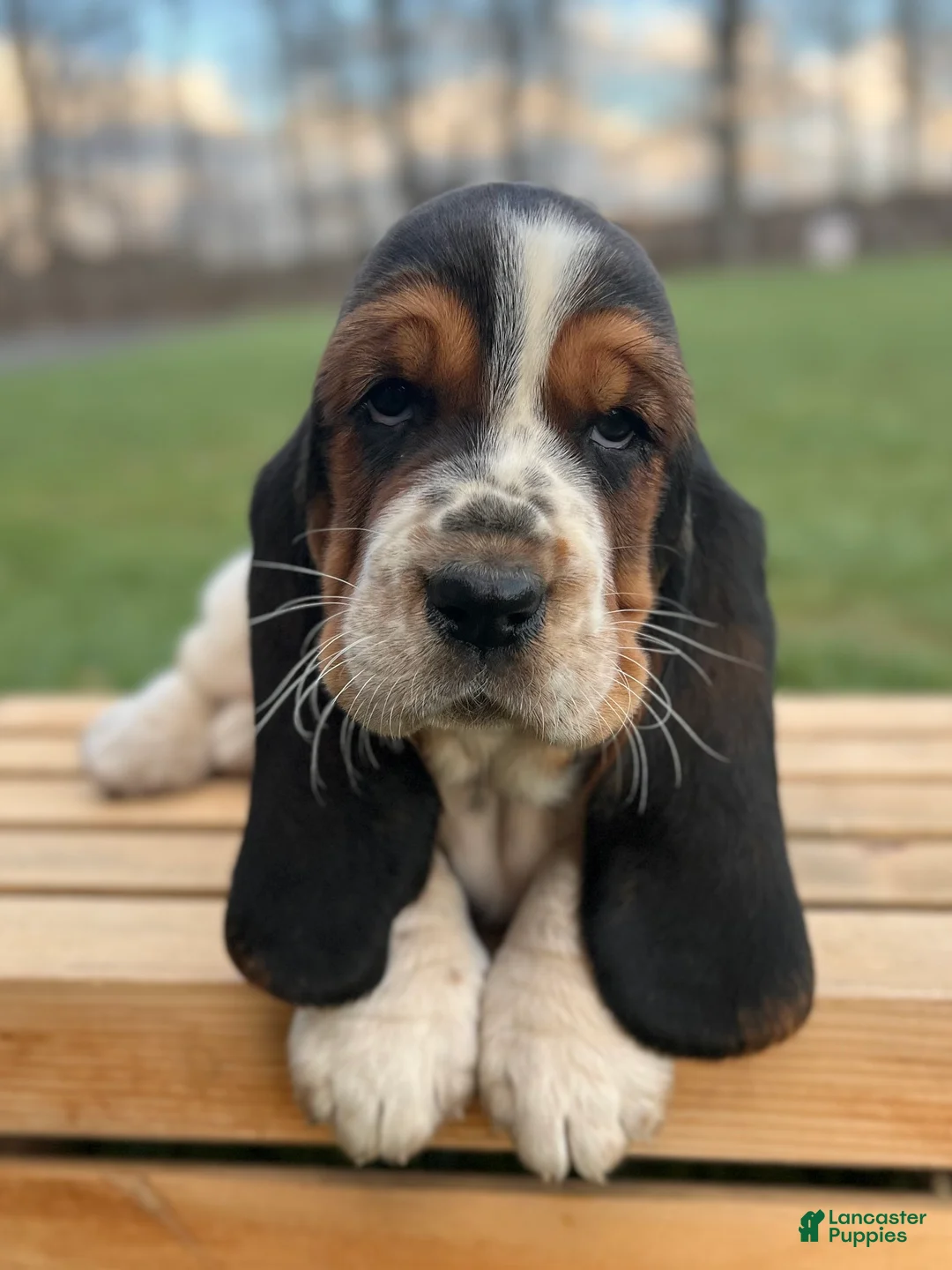 Basset Hound dogs for sale: Adelaide - Ad 2