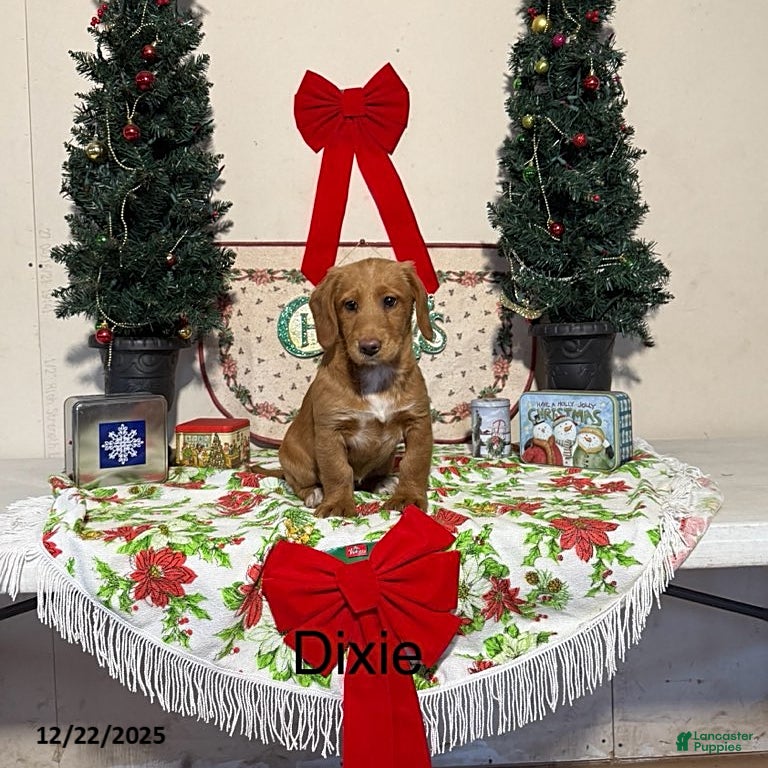 Miniature Labradoodle dogs Dixie - Ad 11