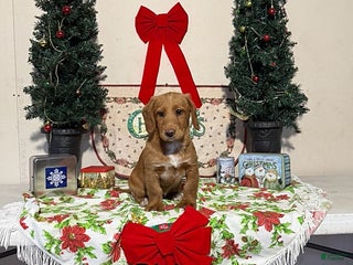 Miniature Labradoodle dogs Dixie - Ad 11