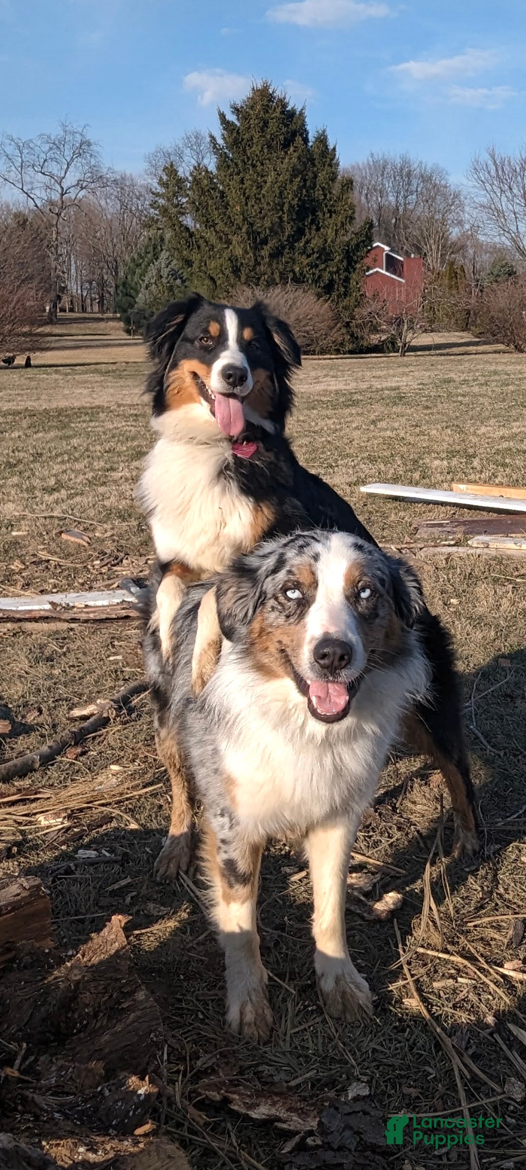 Australian Shepherd dogs for sale: Clara - Ad 8