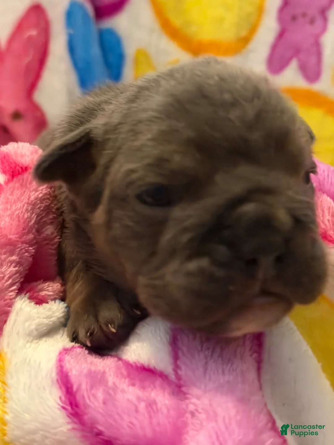 English Bulldog dogs for sale: English Bulldog Puppy 1 - Ad 1