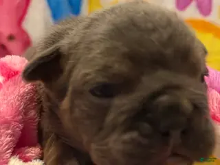 English Bulldog dogs English Bulldog Puppy 1 - Ad 30