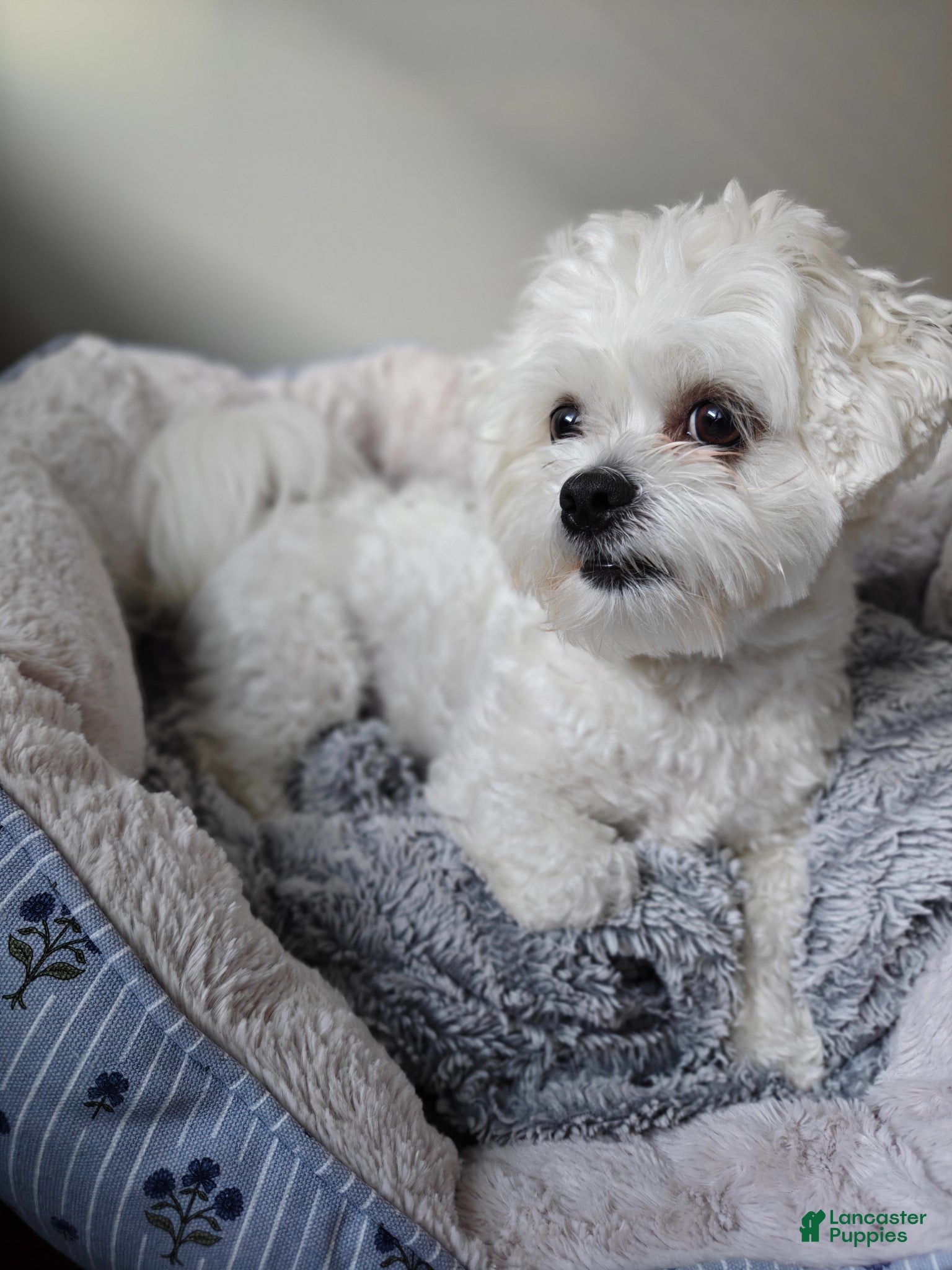Mixed Breed dogs for sale: Coffee - Ad 3