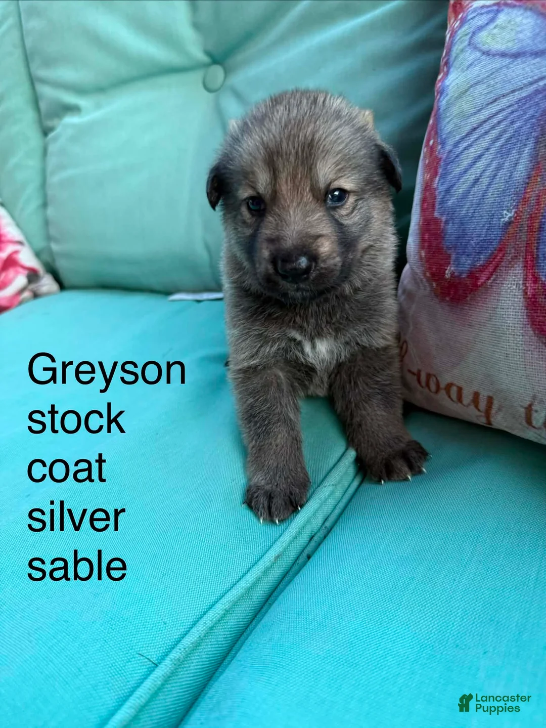 German Shepherd dogs for sale: German Shepherd 1 - Ad 1