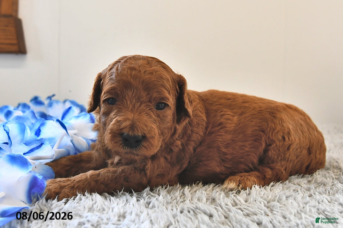 Mini Goldendoodle dogs Archie  - Ad 2
