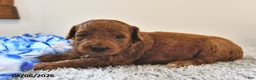 Mini Goldendoodle dogs for sale: Archie  - Ad 12