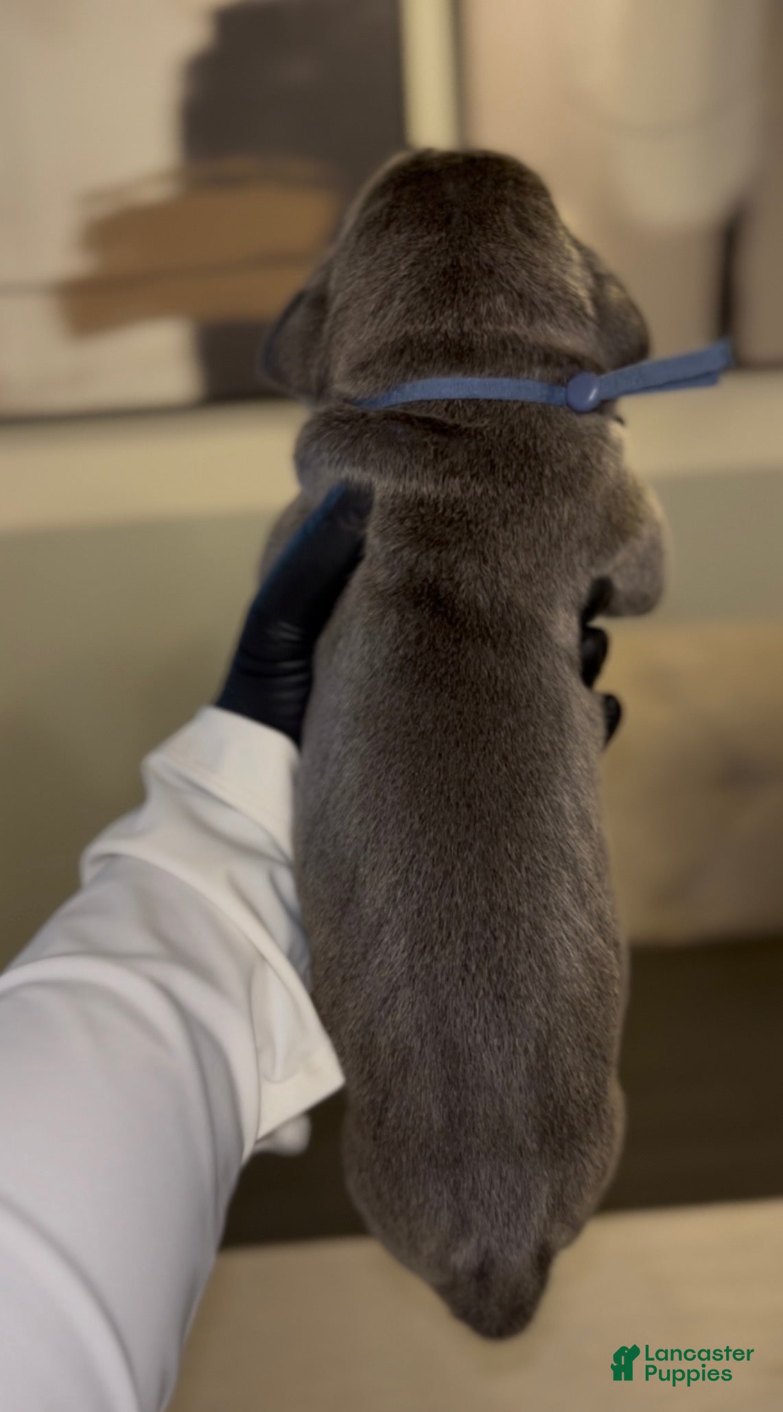 Cane Corso dogs for sale: Luxe - Ad 5