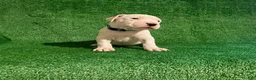 Dogo Argentino dogs for sale: Blue female - Ad 3