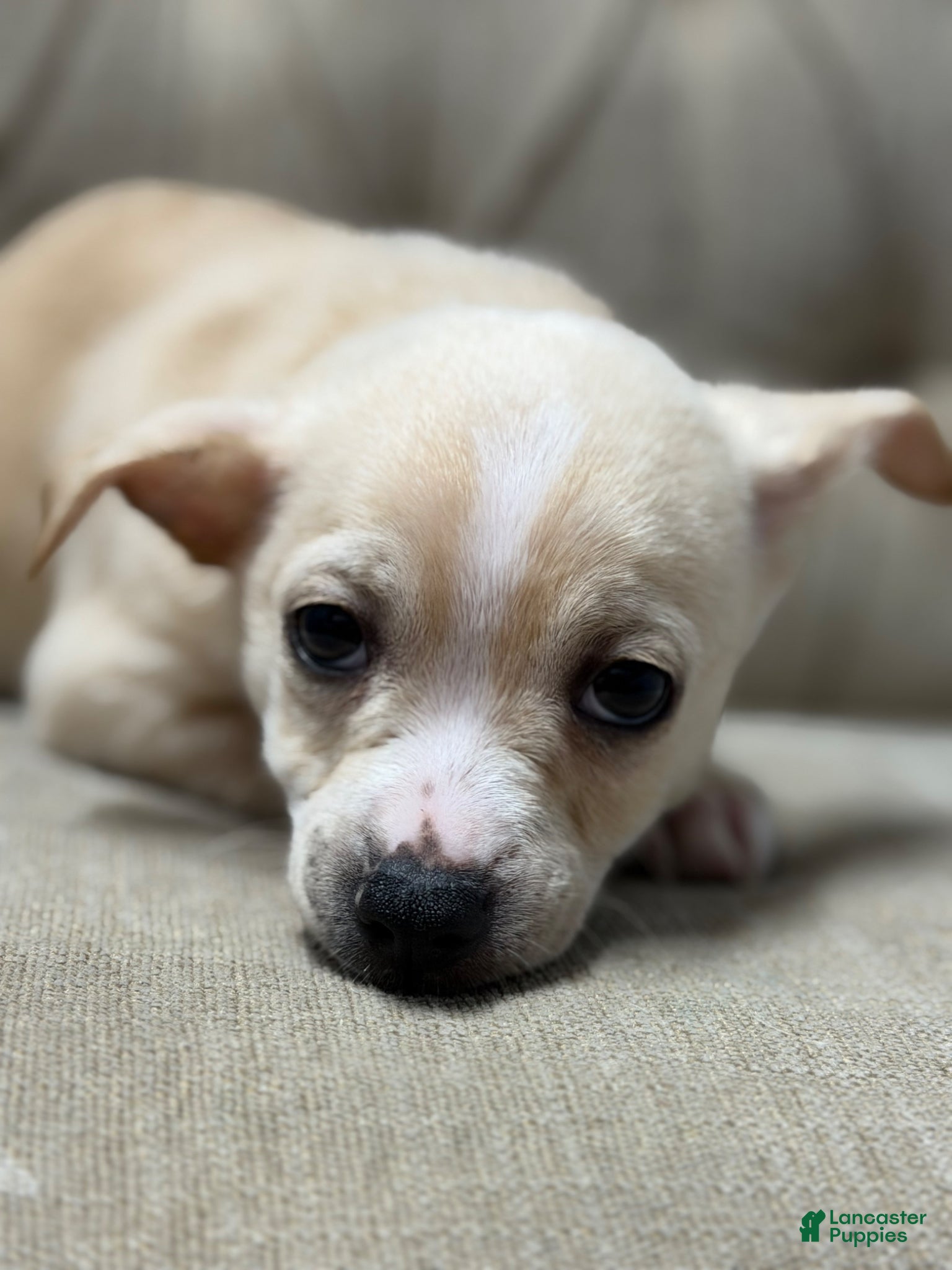 Mixed Breed dogs Mixed Breed Puppy 1 - Ad 40