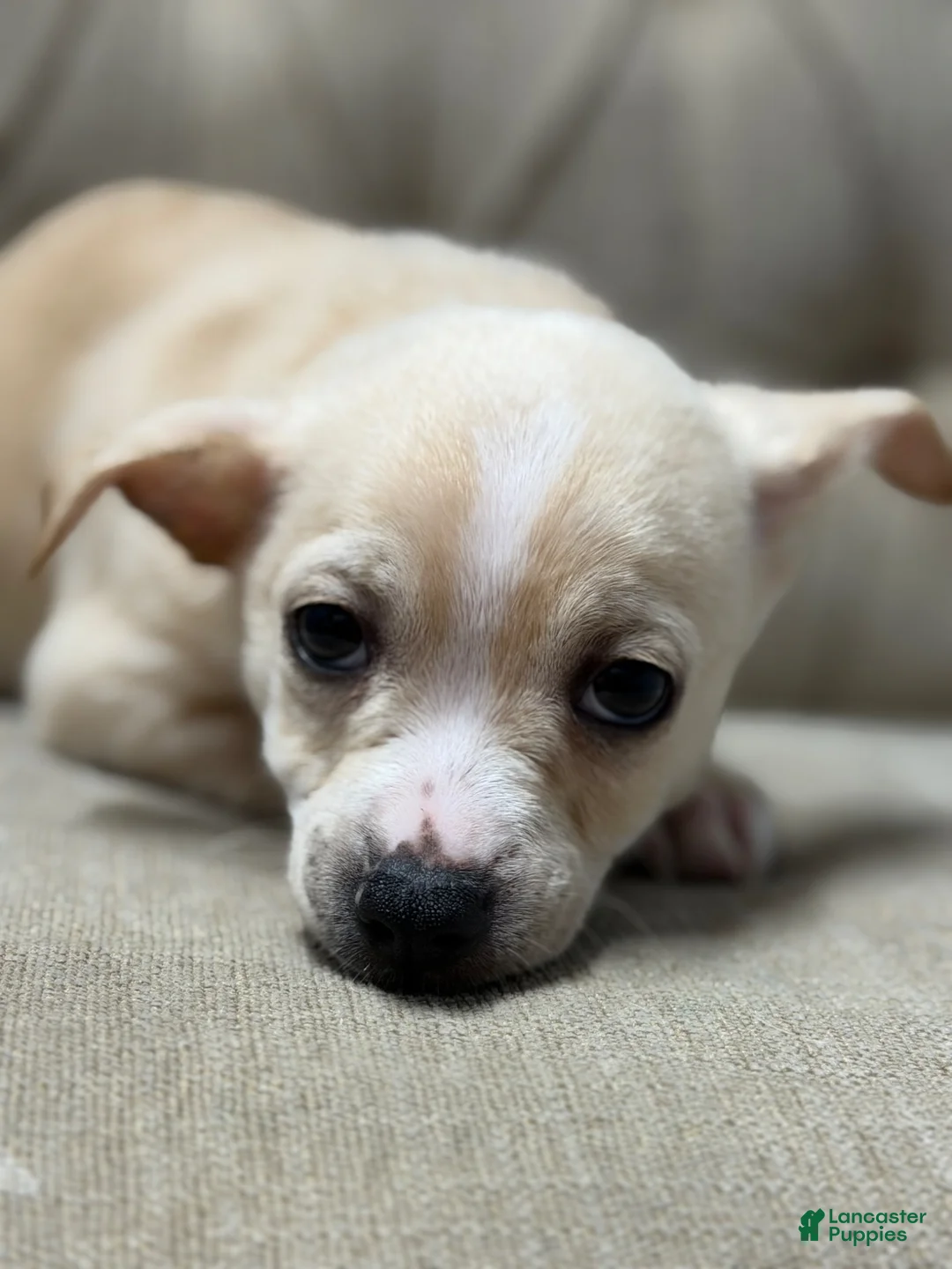 Mixed Breed dogs for sale: Mixed Breed Puppy 1 - Ad 1