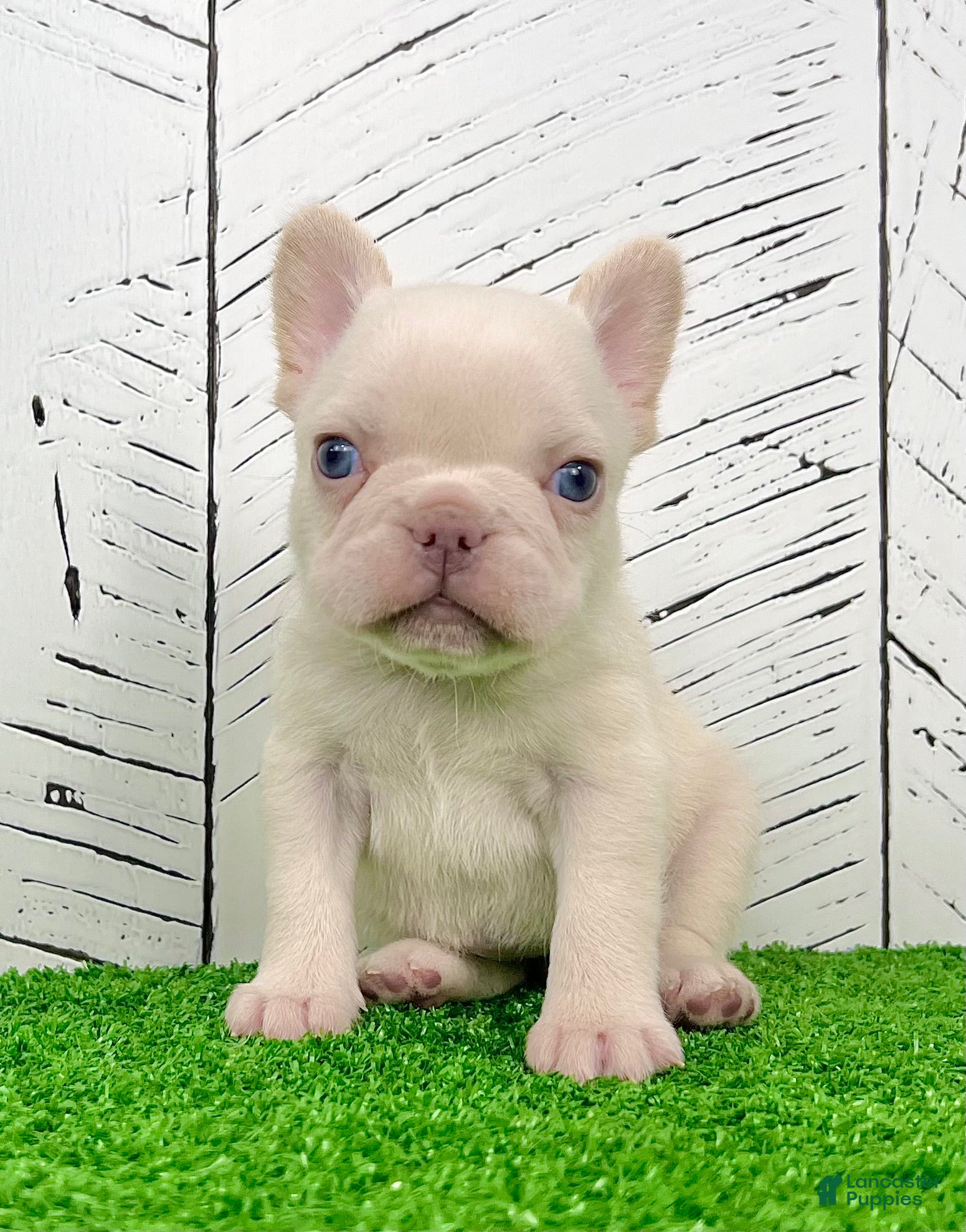 French Bulldog dogs Dolly - Ad 5