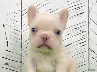 French Bulldog dogs Dolly - Ad 13