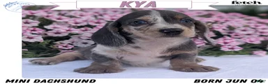 Kya