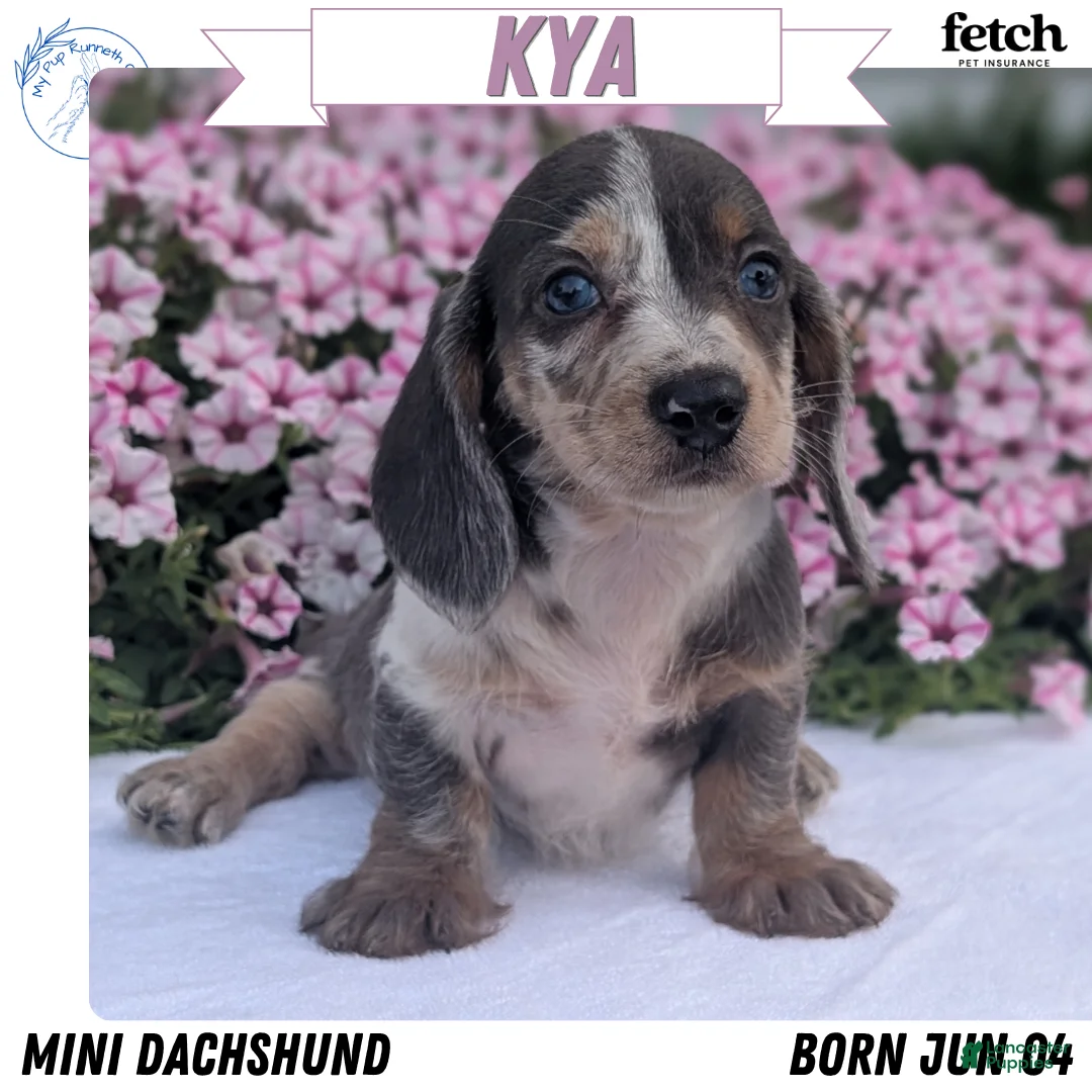 Miniature Dachshund dogs for sale: Kya - Ad 1