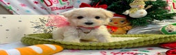 Maltipoo dogs for sale: Aurora  - Ad 3