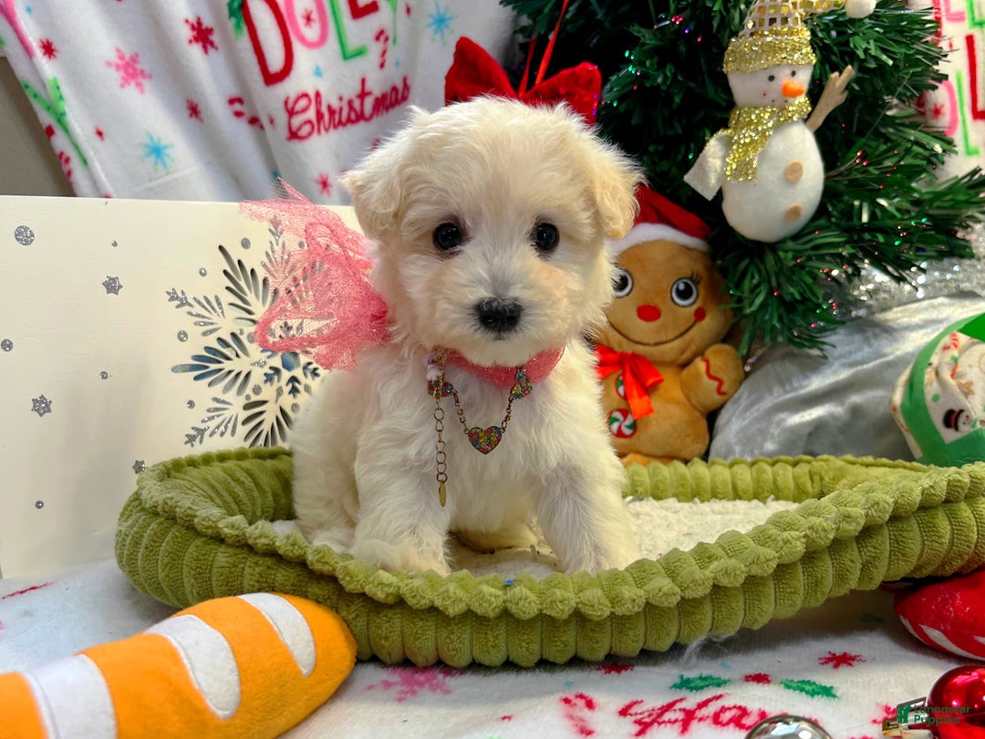 Maltipoo dogs for sale: Aurora  - Ad 3