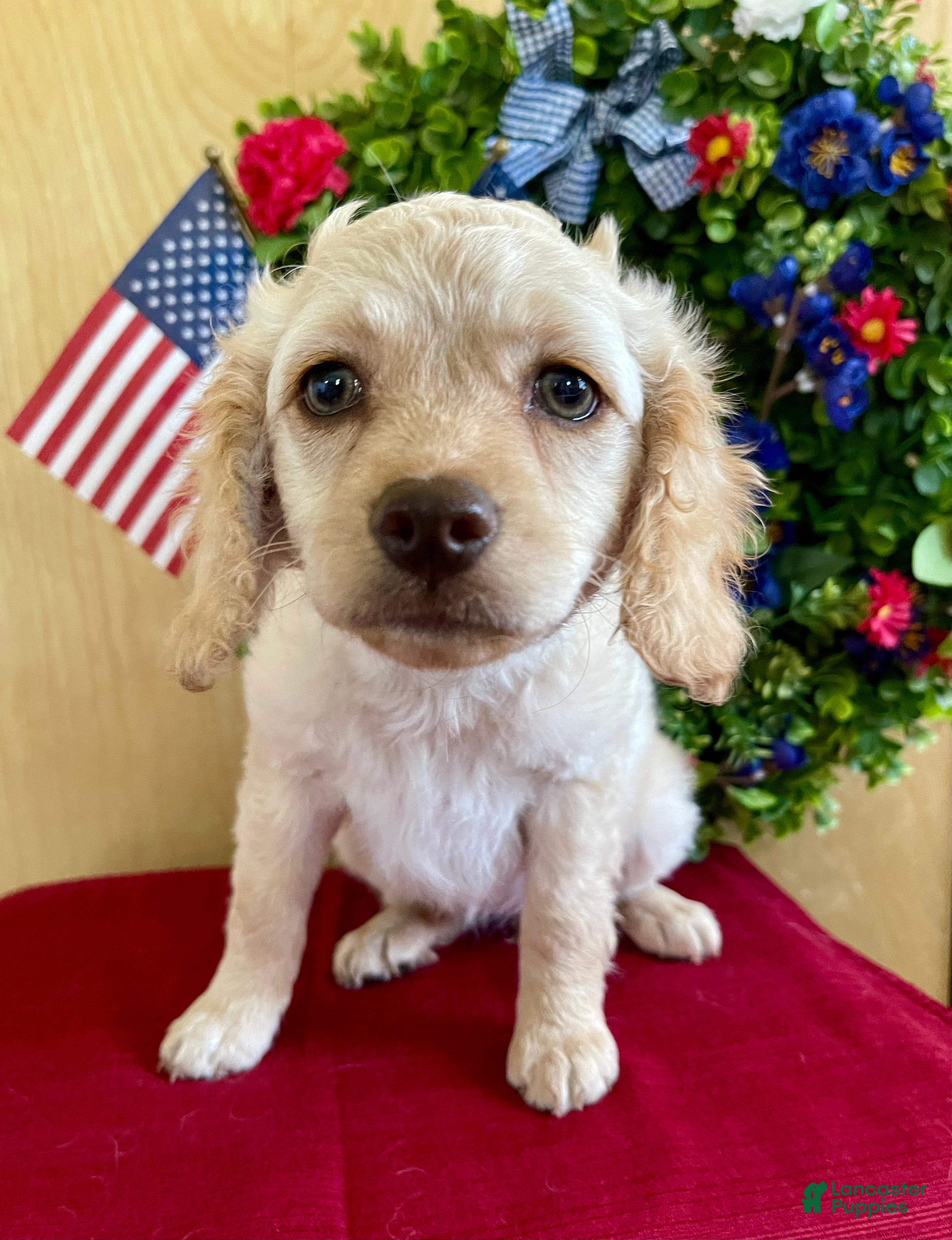 Cockapoo dogs Lily - Ad 2