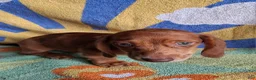 Miniature Dachshund dogs for sale: Dasher - Ad 4