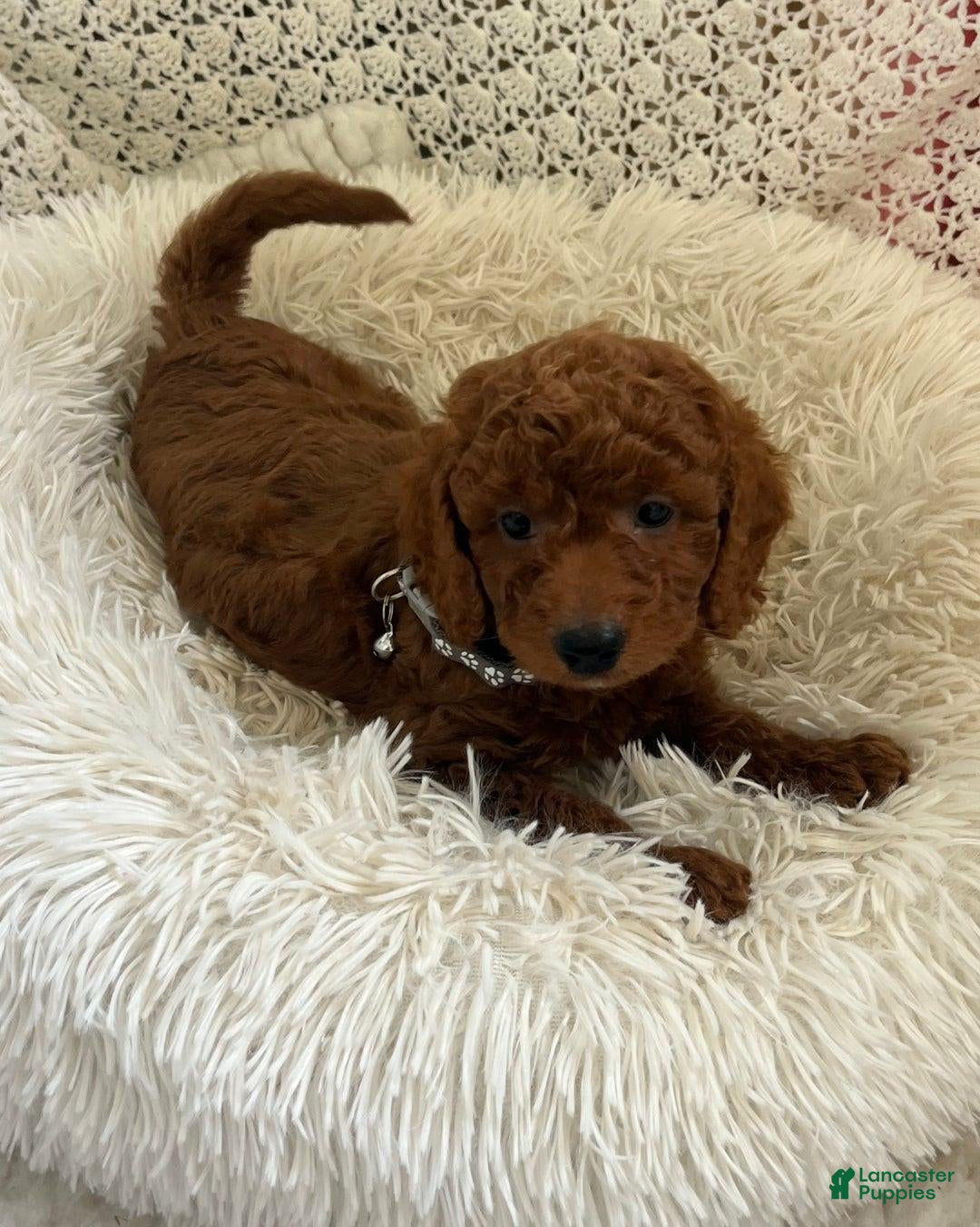 Cavapoo dogs Molly - Ad 22