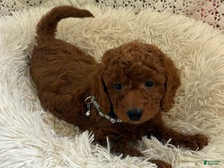 Cavapoo dogs Molly - Ad 22