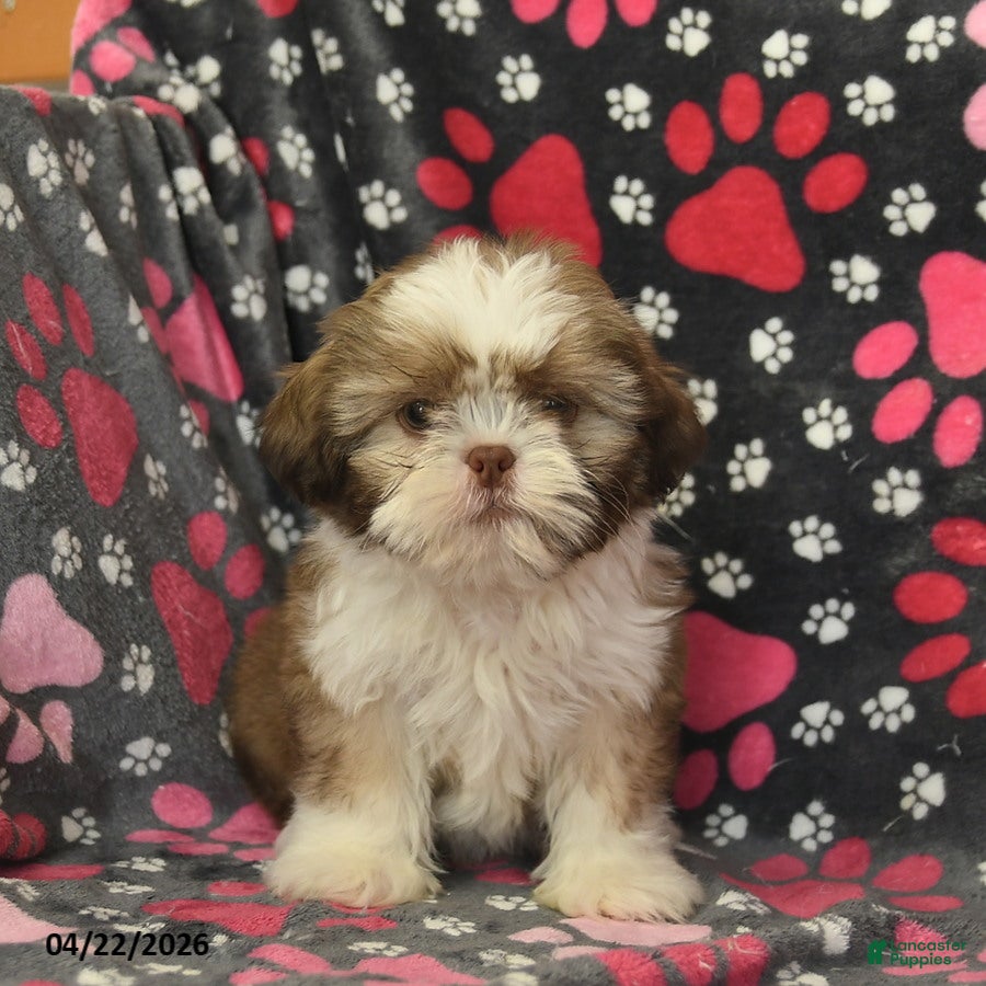 Shih Tzu dogs Forest - Ad 2