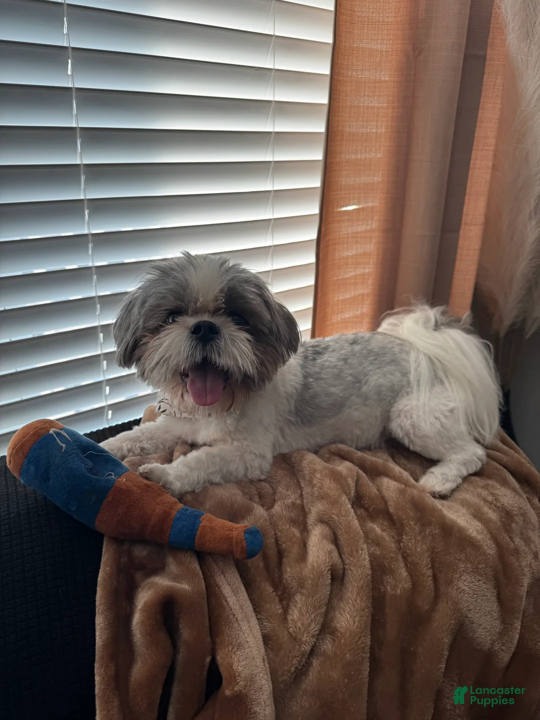 Shih Tzu dogs for sale: SADIE - Ad 4
