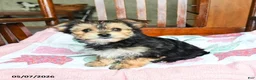 Morkie dogs for sale: Josephine - Ad 2