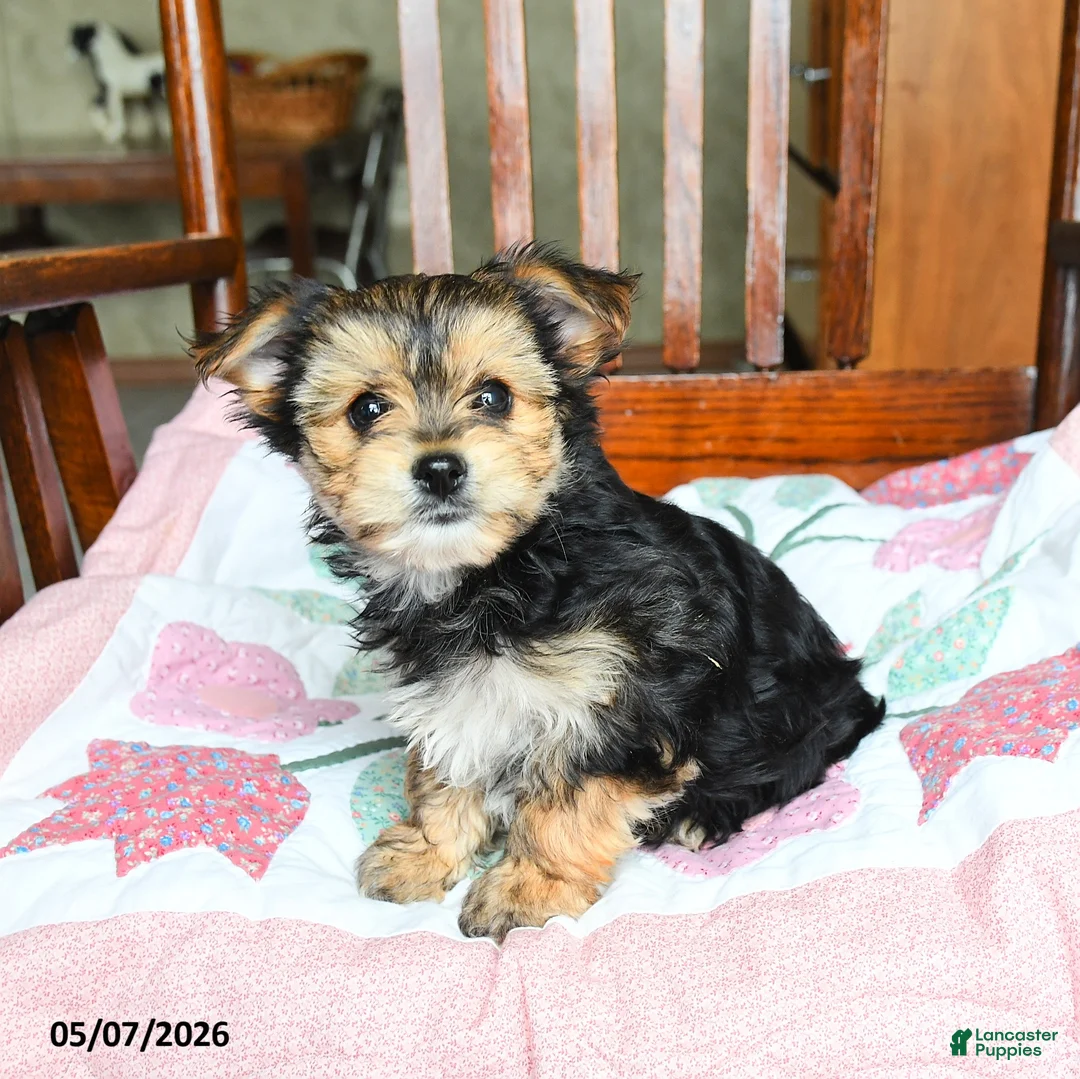 Morkie dogs for sale: Josephine - Ad 2