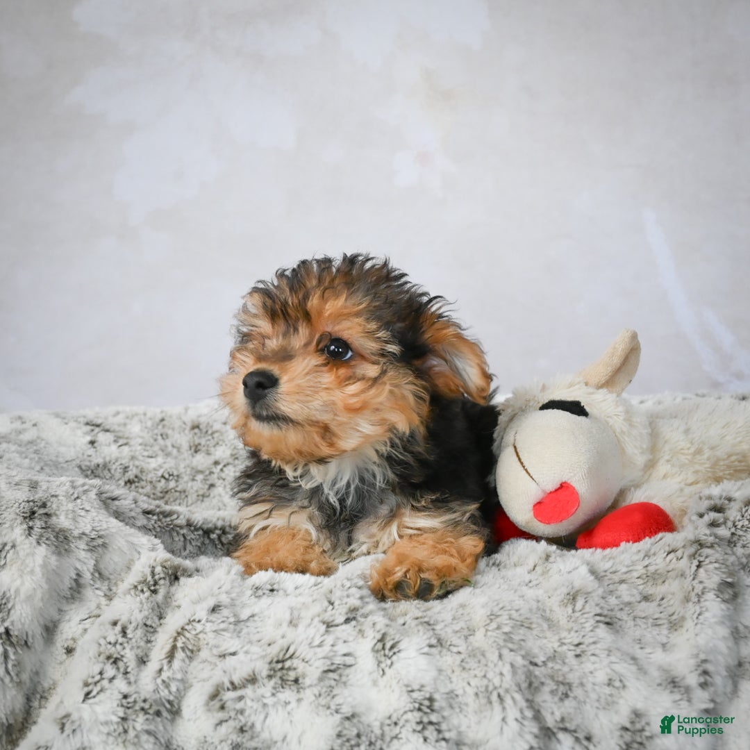 Yorkshire Terrier dogs for sale: Jeremy - Ad 3
