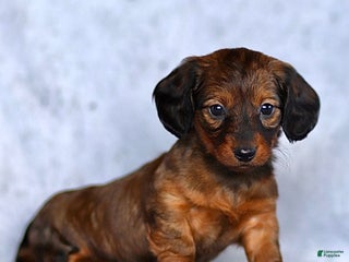 Dachshund dogs Kaylee - Ad 12