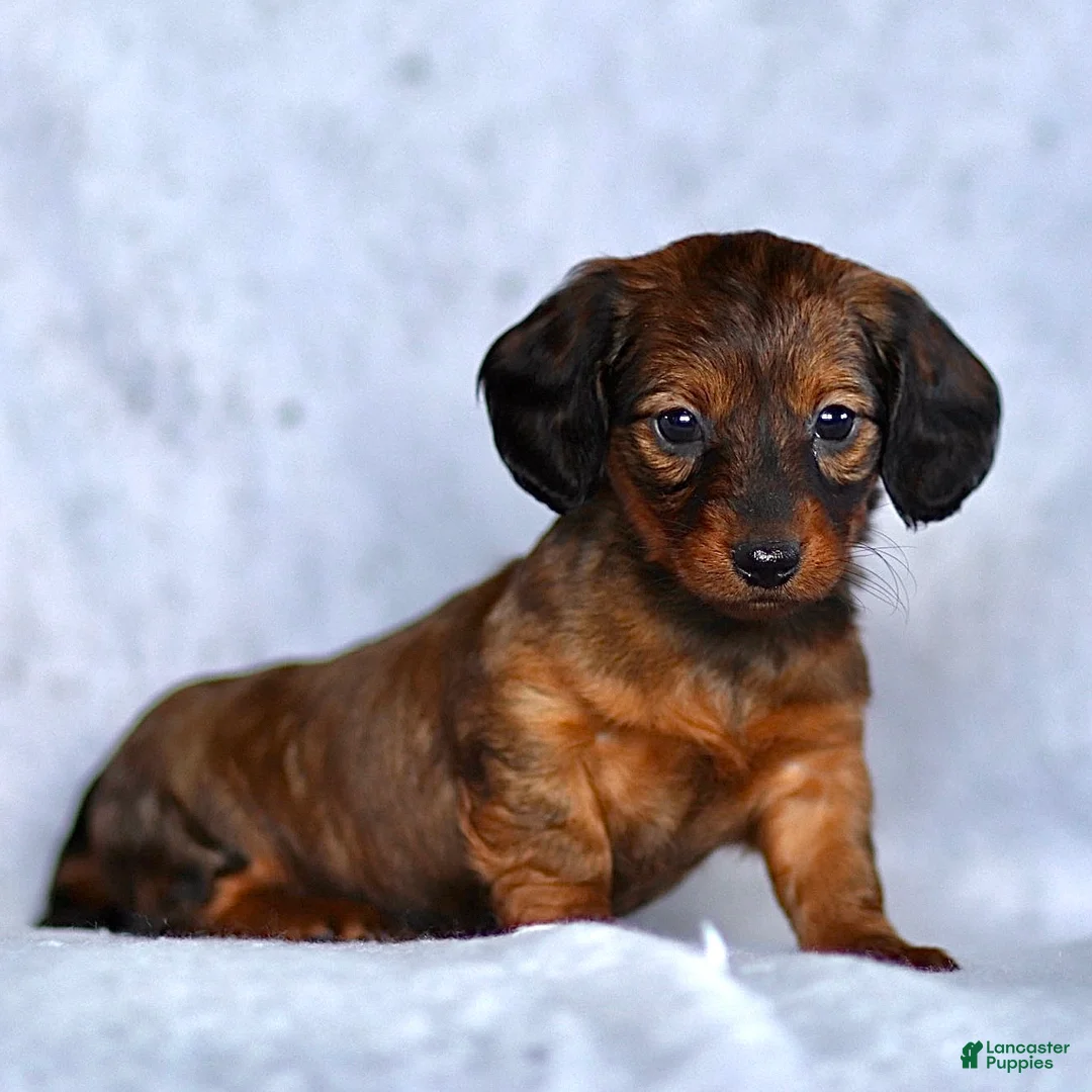 Dachshund dogs for sale: Kai - Ad 5