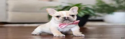 French Bulldog dogs for sale: Tasha - Ad 2