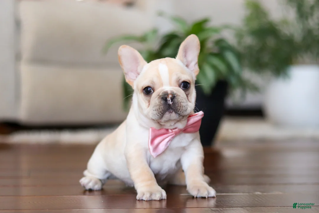 French Bulldog dogs for sale: Tasha - Ad 2