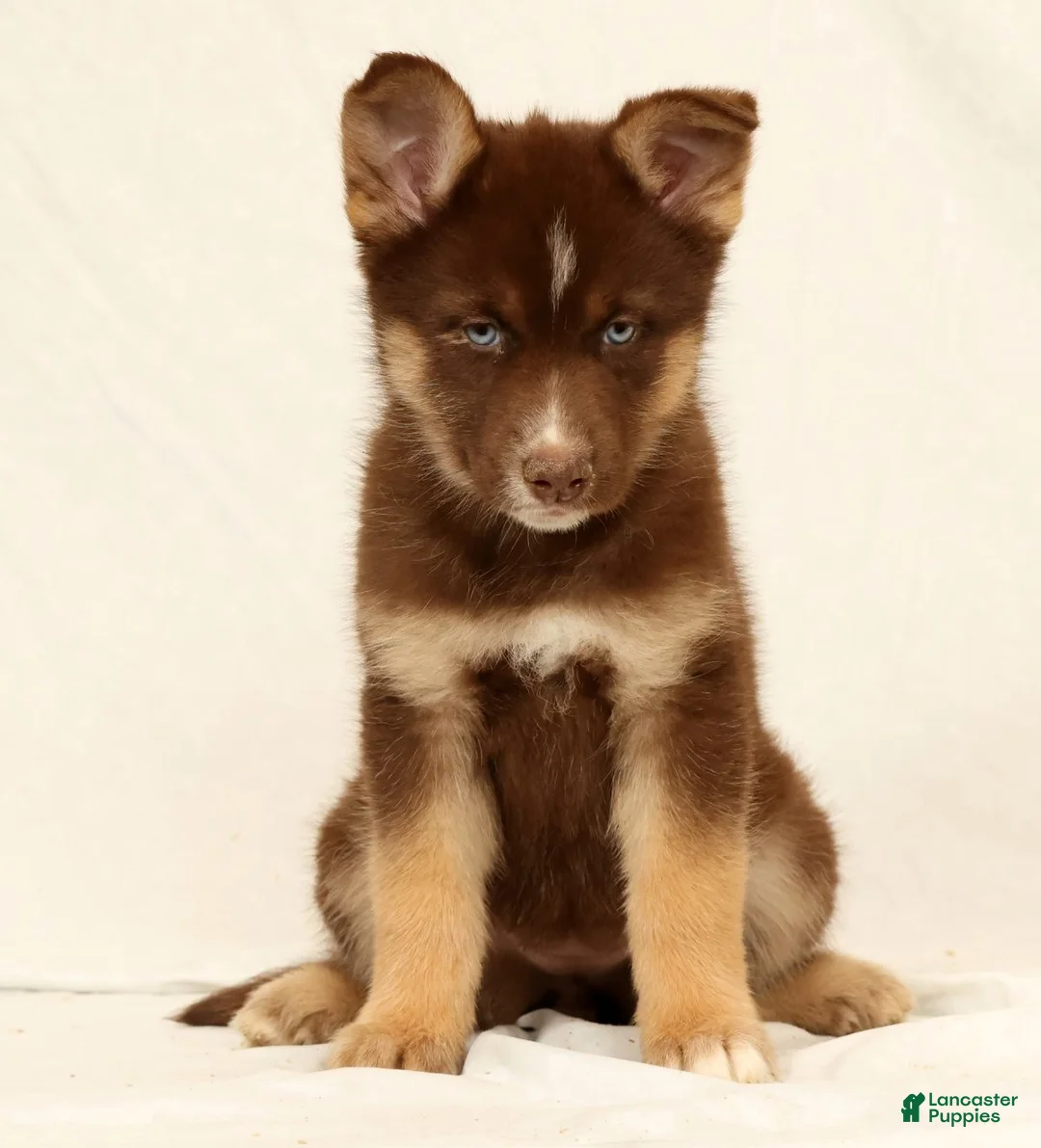 Gerberian Shepsky dogs for sale: Lindy - Ad 5
