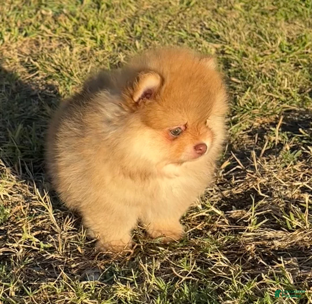 Pomeranian dogs for sale: Pomeranian 1 - Ad 2