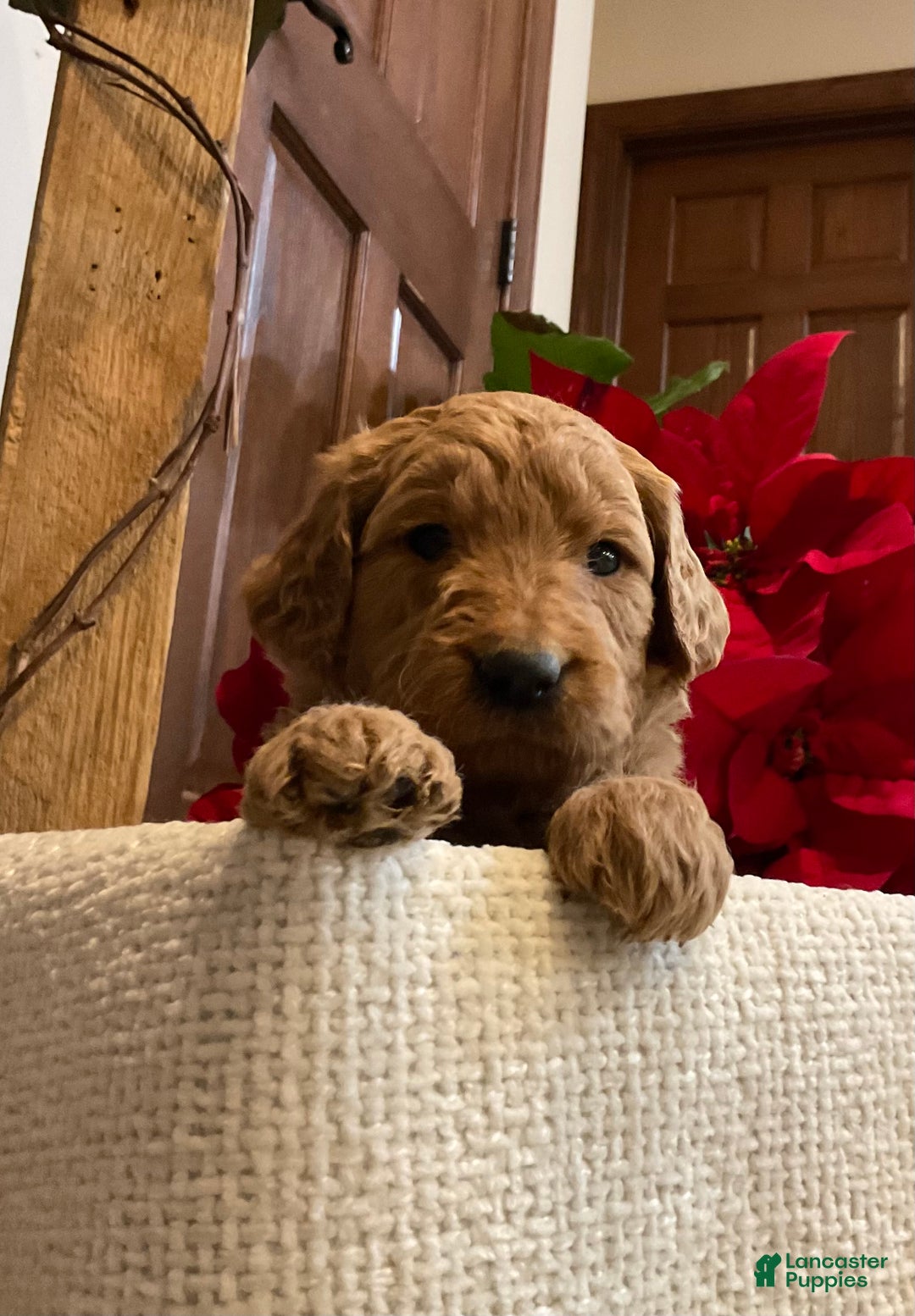 Goldendoodle dogs for sale: Goldendoodle Puppy 6 - Ad 2