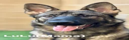 German Shepherd dogs for sale: Missy - Ad 2