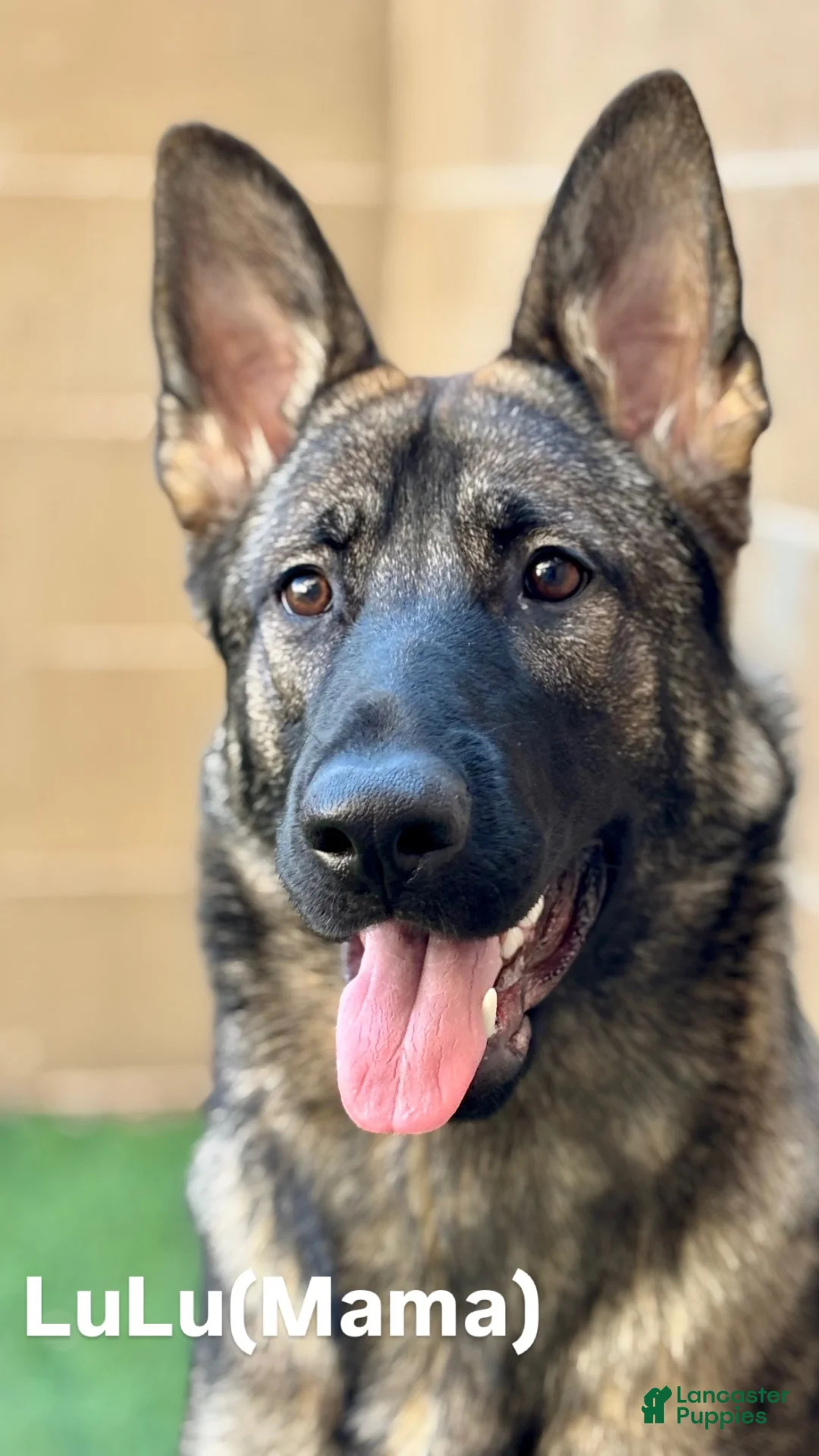 German Shepherd dogs for sale: Missy - Ad 2