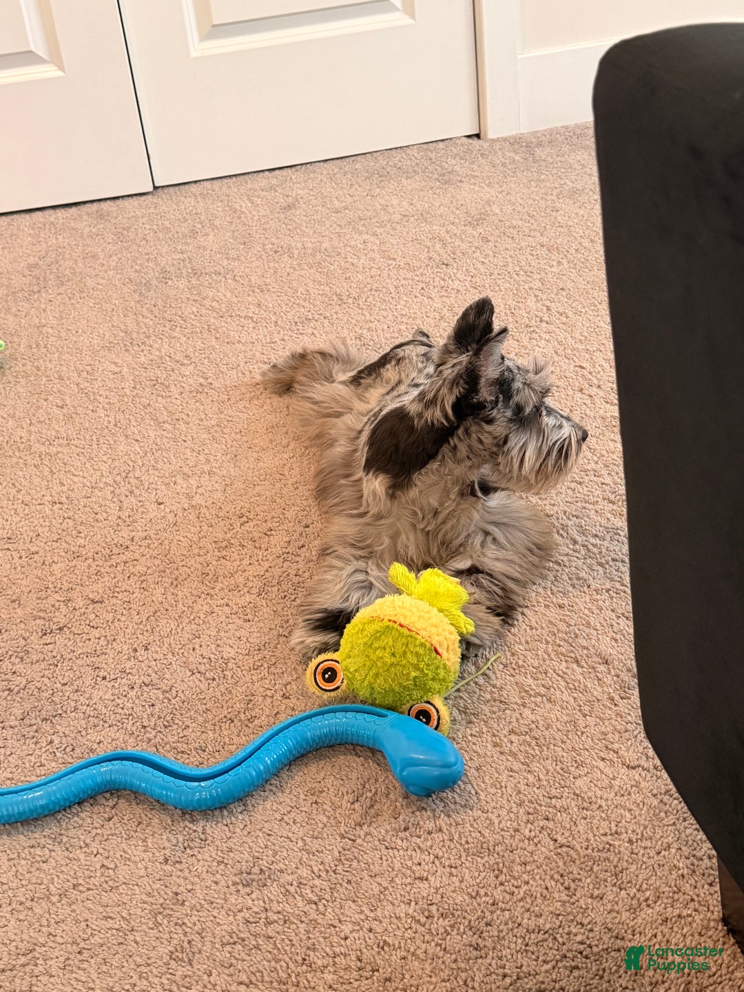 Miniature Schnauzer dogs for sale: Zoe - Ad 4