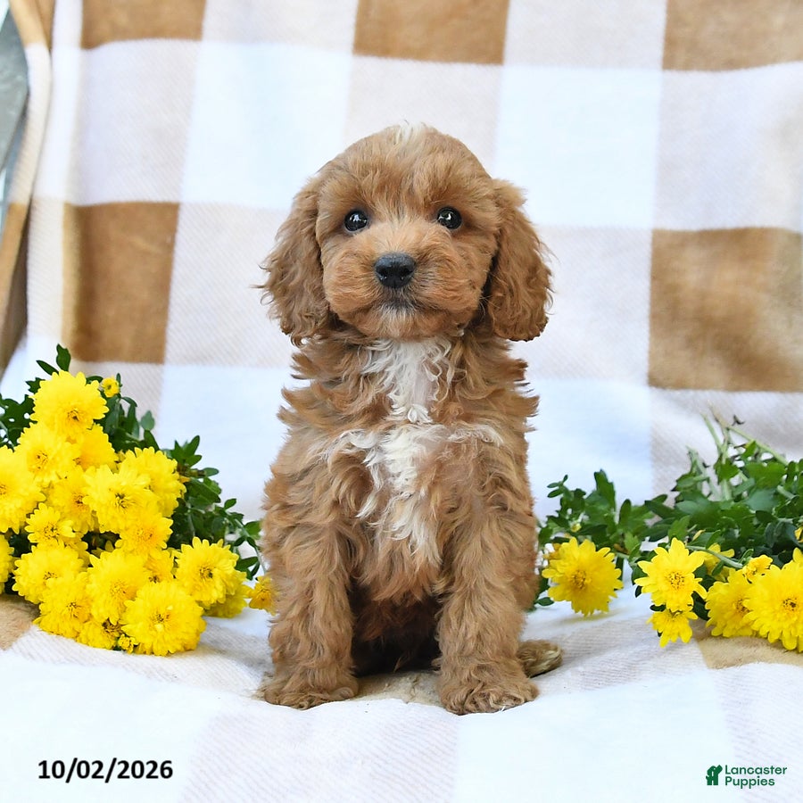 Cockapoo dogs Mason - Ad 1