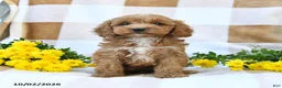 Cockapoo dogs for sale: Mason - Ad 1
