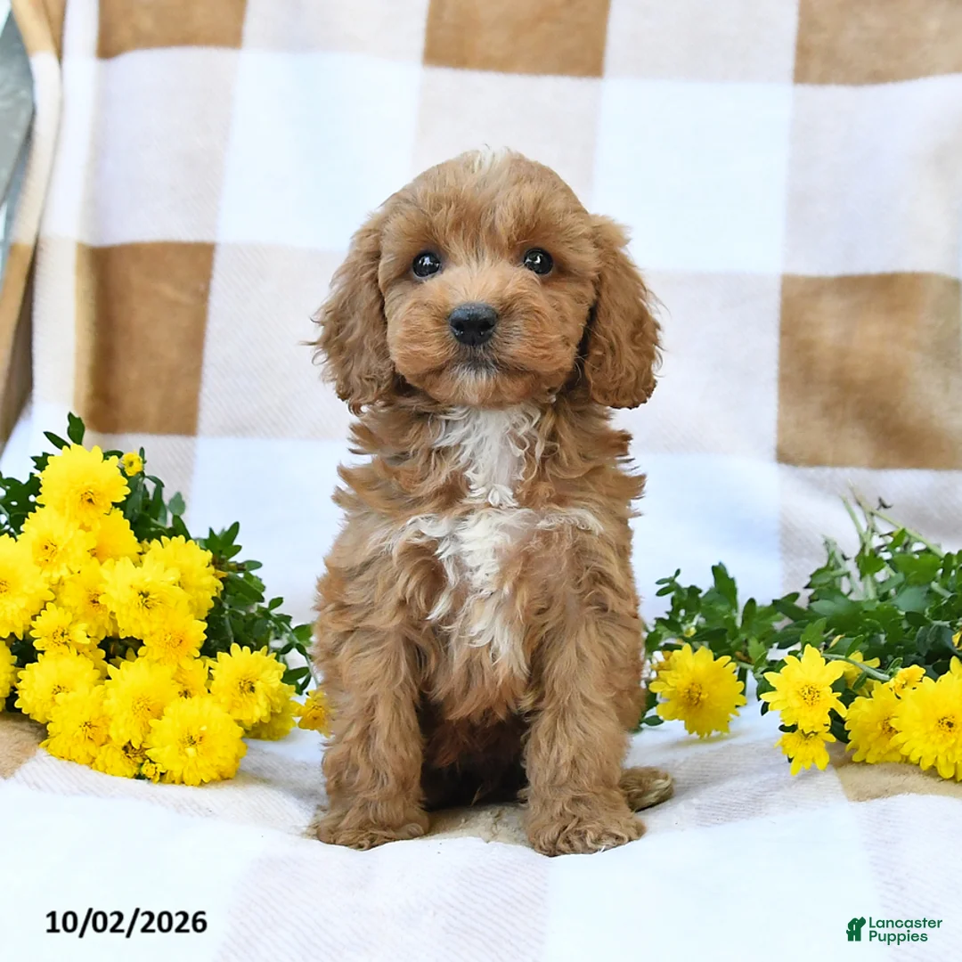 Cockapoo dogs for sale: Mason - Ad 1