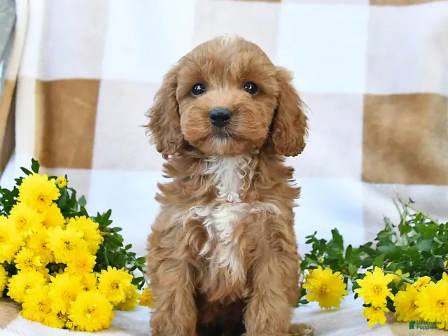Cockapoo dogs Mason - Ad 1