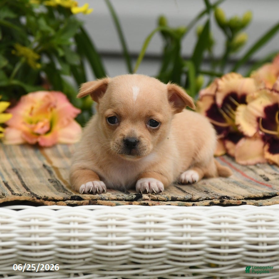 Chihuahua dogs Poppy - Ad 2