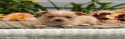 Chihuahua dogs for sale: Poppy - Ad 2