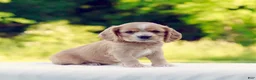 Cocker Spaniel dogs for sale: Tessa - Ad 2