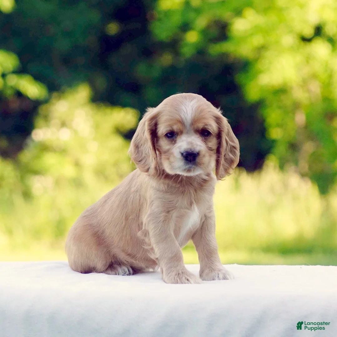 Cocker Spaniel dogs for sale: Tessa - Ad 2