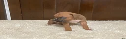 Boxer dogs for sale: Colt - Ad 21
