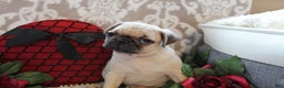 Pug dogs for sale: Calvin - Ad 7