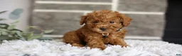 Toy Poodle dogs for sale: Quince - Ad 7